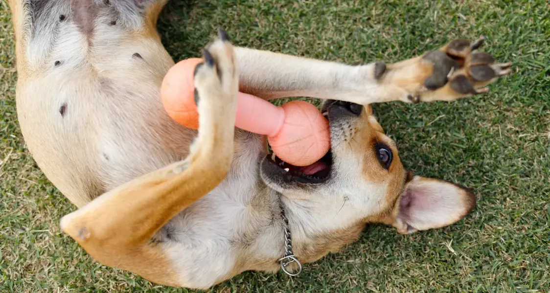 Cão deitado de barriga para cima na grama