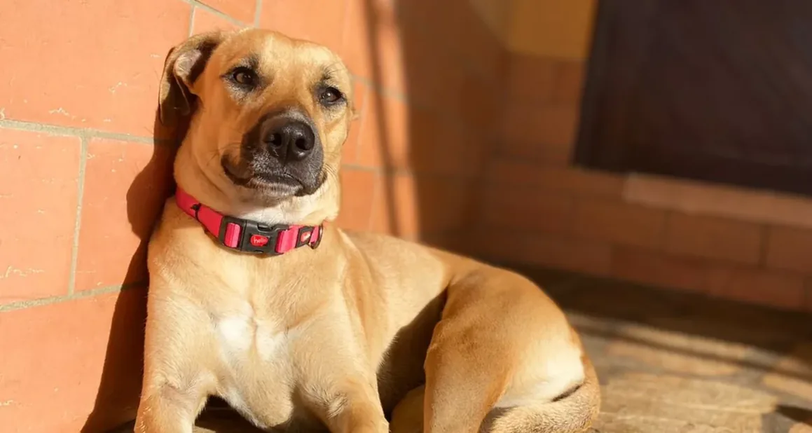 Cão com coleira vermelha deitado em área externa